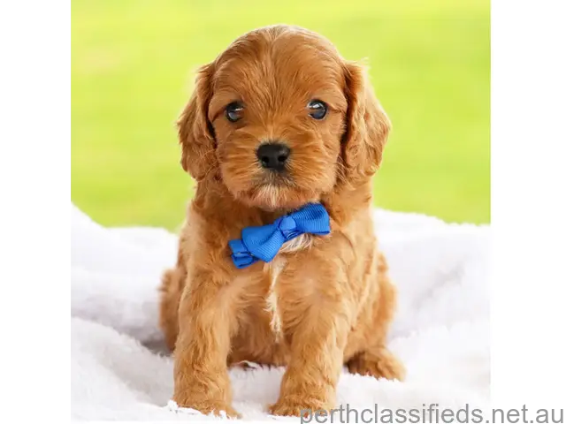 Cavoodle puppy fo loving home - 1