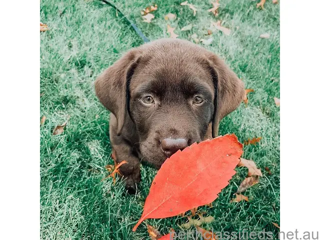 Labrador retriever puppies - 1