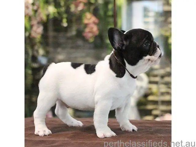Cute and lovely trained French Bulldog pups available - 1