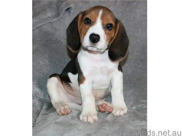 Healthy Beagle pups - 1