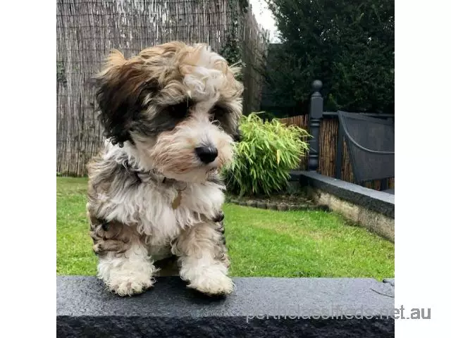 Cute and lovely trained Havanese   pups available - 1