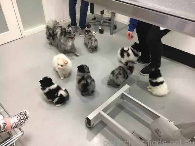 Purebred Pomeranian puppies - 1