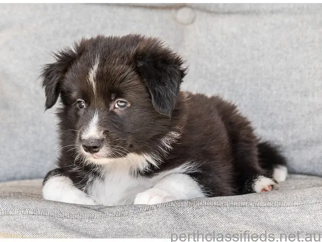 2 BEAUTIFUL BORDER COLLIE PUPS LOOKING FOR THEIR SPECIAL HOME IN THE SOUTH-WEST - 1