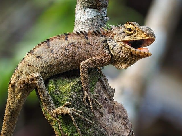 Reptiles